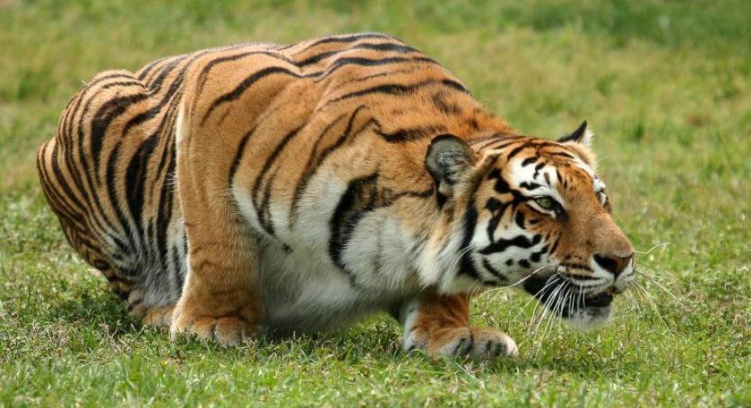 tigre référence photo