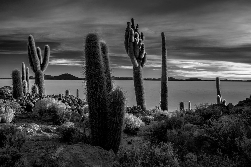 Des Cactus Geants En Noir Et Blanc