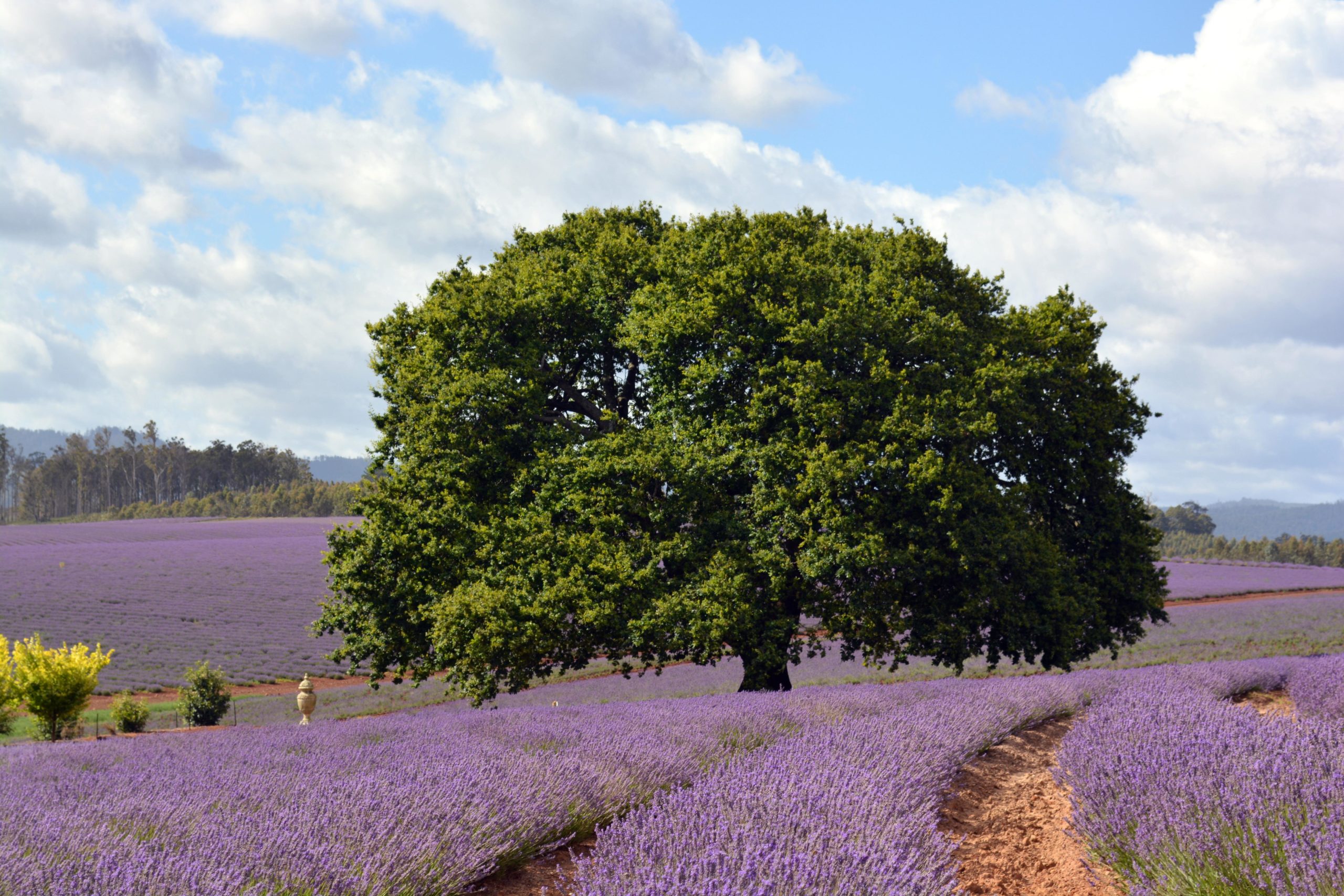 Arbre touffu au milieu des lavandes