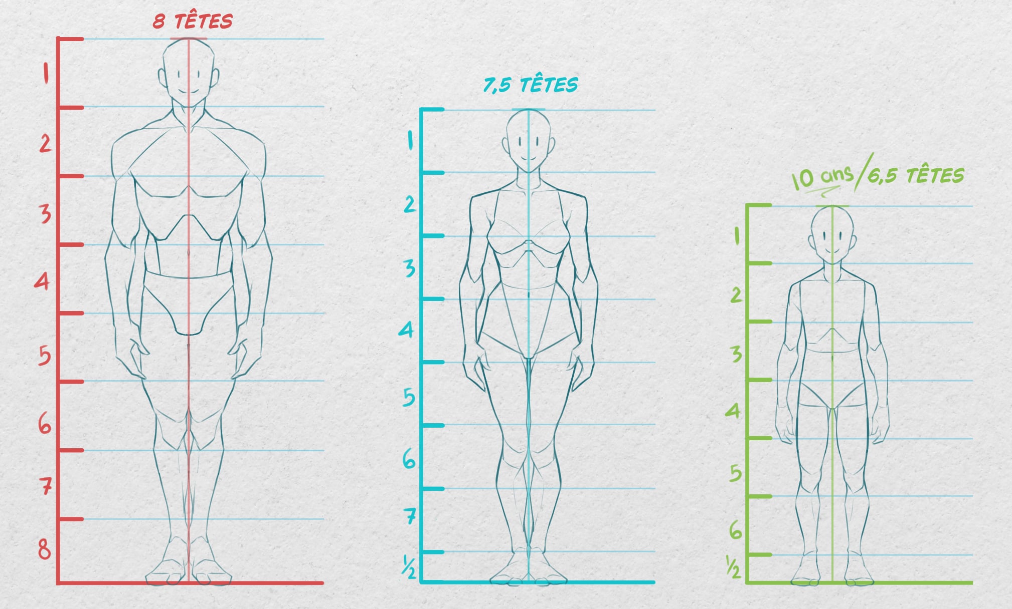 Proportions anatomiques standards d'un individu.