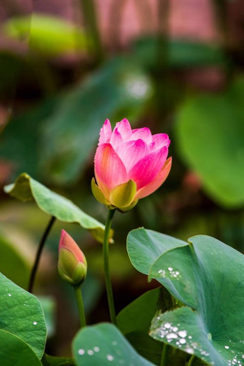 Photo de fleur pour exercice pratique